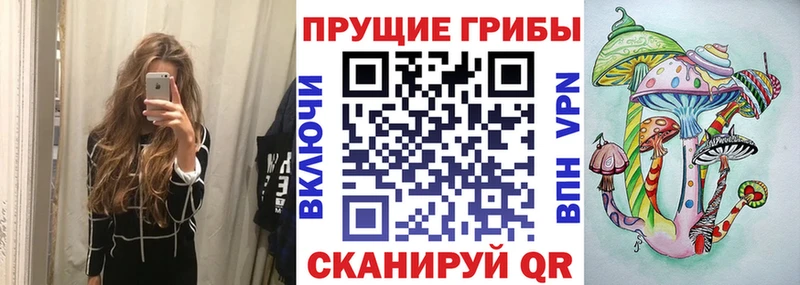 где продают   OMG   Псилоцибиновые грибы Cubensis  Суздаль 